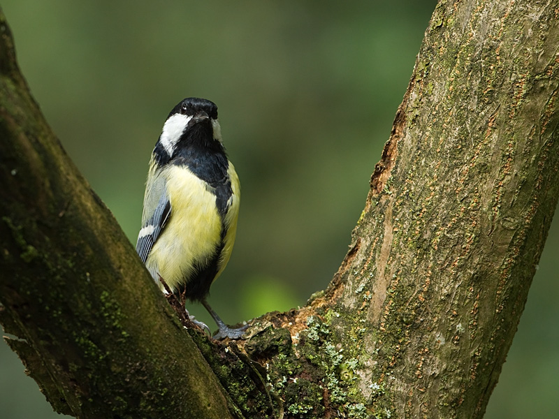 Parus major Koolmees Great Tit